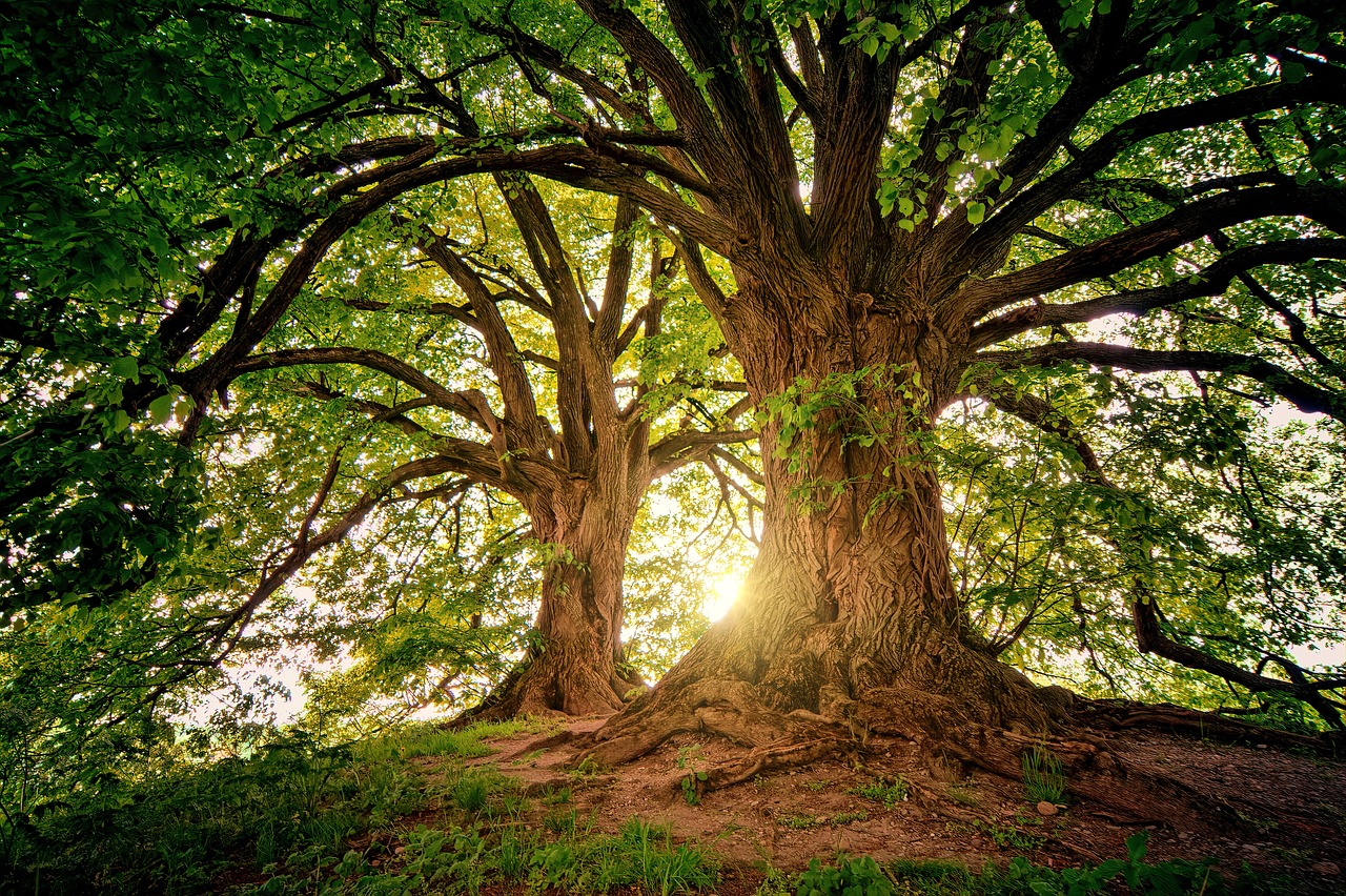 Ecologia e Yoga