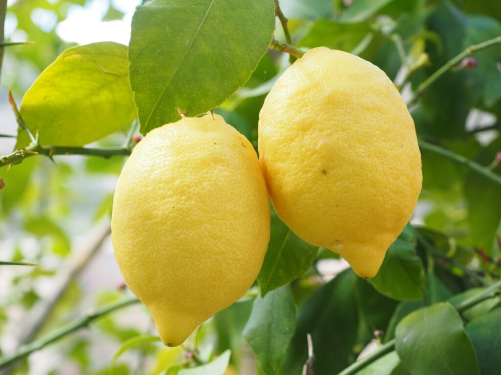 I benefici del limone