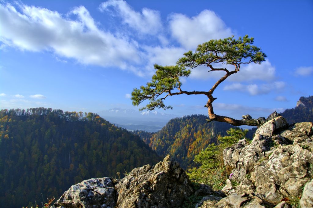 Il pino sulla roccia